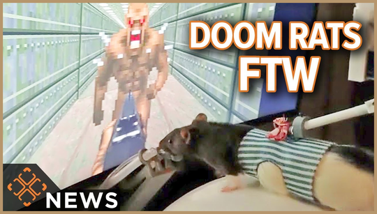 This Doom-playing rat brain is the coolest thing I’ve seen all week This Doom-playing rat brain is the coolest thing I’ve seen all week