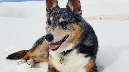 RDR2 dog Einstein “truly a special dude” as Rockstar mourns passing RDR2 dog Einstein “truly a special dude” as Rockstar mourns passing