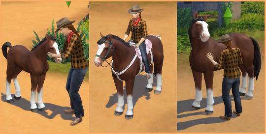 How to age up horses in The Sims 4: Horse Ranch