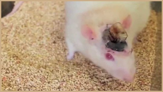 Scientists just merged human and mouse brains with electronics