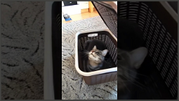 What is the cat distribution system on TikTok?